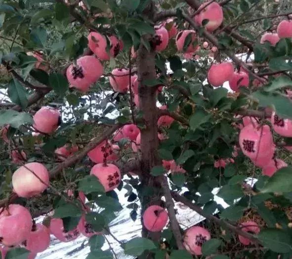 苹果树修剪口诀，果树剪枝顺口溜大全（果树修剪口诀）