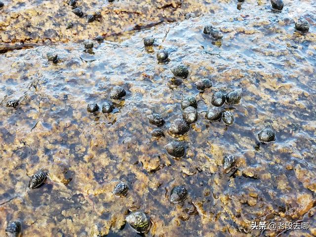 惠州附近的海滩景点，惠州南表山旁还有三个如此优美的野沙滩