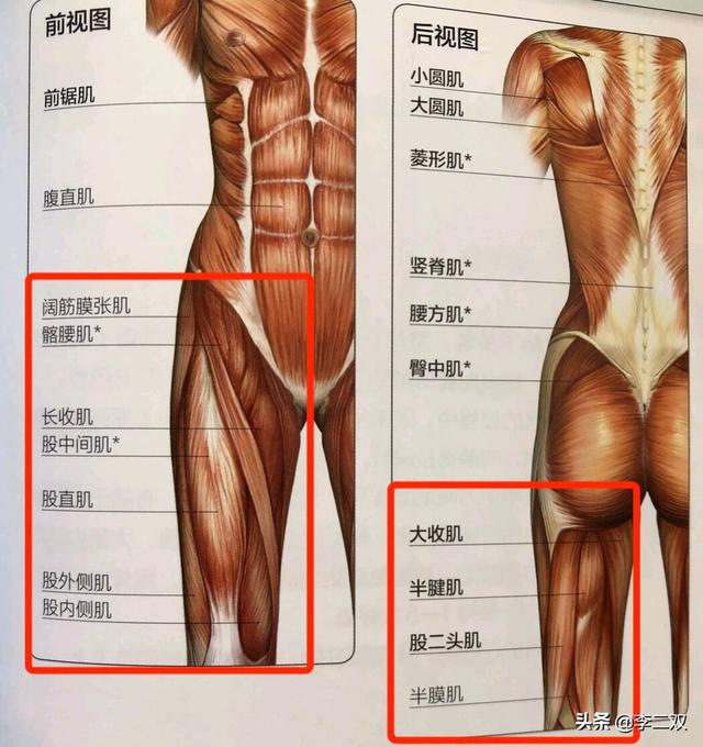 大腿粗有几种类型，你知道大腿粗的真正原因是什么吗