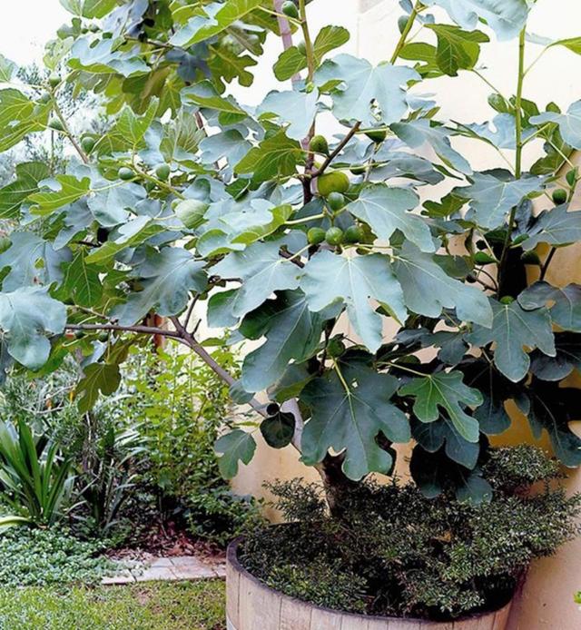 院子里养3种水果树，室内适合种的水果树