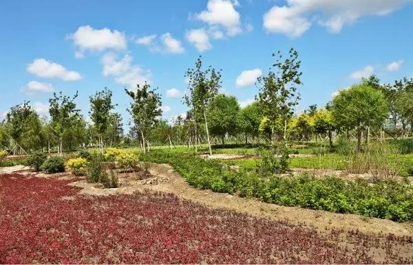 如意湖湿地公园游玩攻略，左中休闲好去处