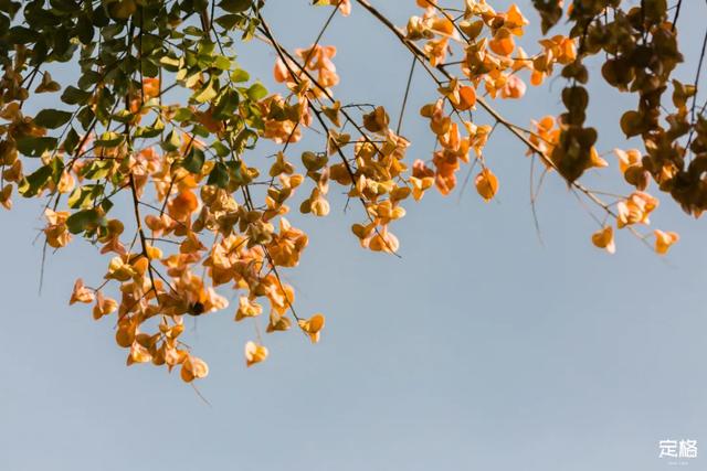 莲花山公园 网红打卡地，莲花山公园又红了