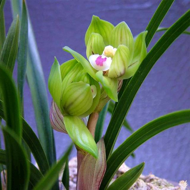 家庭适合养哪种兰花，一盆这样的兰花可以在北京换一套房子