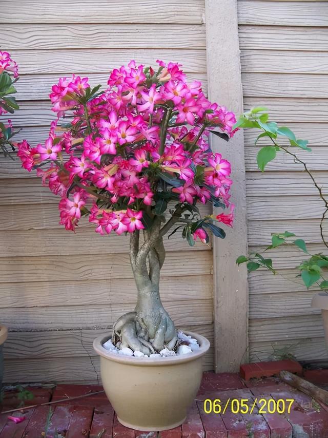 沙漠玫瑰怎么养，沙漠玫瑰的养殖方法多久能开花（真正会养的只需做5点）