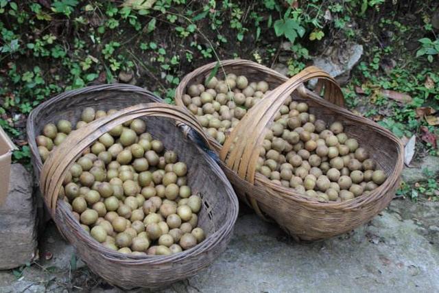 深山野生小猕猴桃怎么吃，资源县仿野生红心猕猴桃