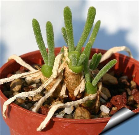 养着省心颜值高又爱长爆盆的多肉，这些多肉大普货