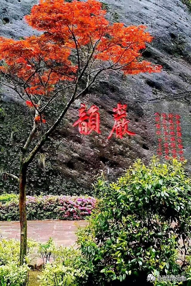 武夷山大红袍母树，大红袍母树茶叶去哪了