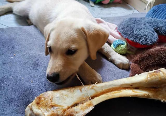 狗可以吃羊骨头吗，狗狗能不能用羊骨头磨牙（千万不要给狗狗吃鸡骨头）