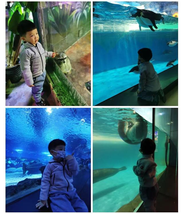 天津海昌极地海洋公园旅游攻略，带着孩子去看鱼