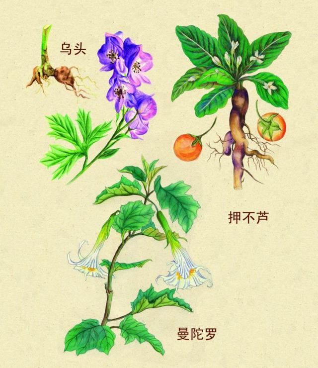 八种常见有毒花，这15种大毒花