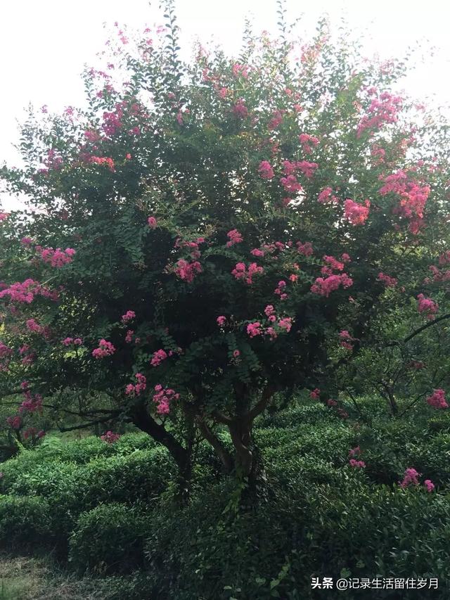 南京小众景点紫金山，登南京紫金山游记