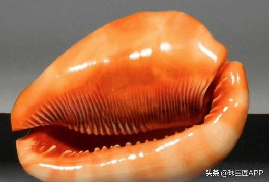 女王贝是什么宝石，贝壳首饰的颜色（珠宝首饰、钟表类目管理规则丨鸿石）