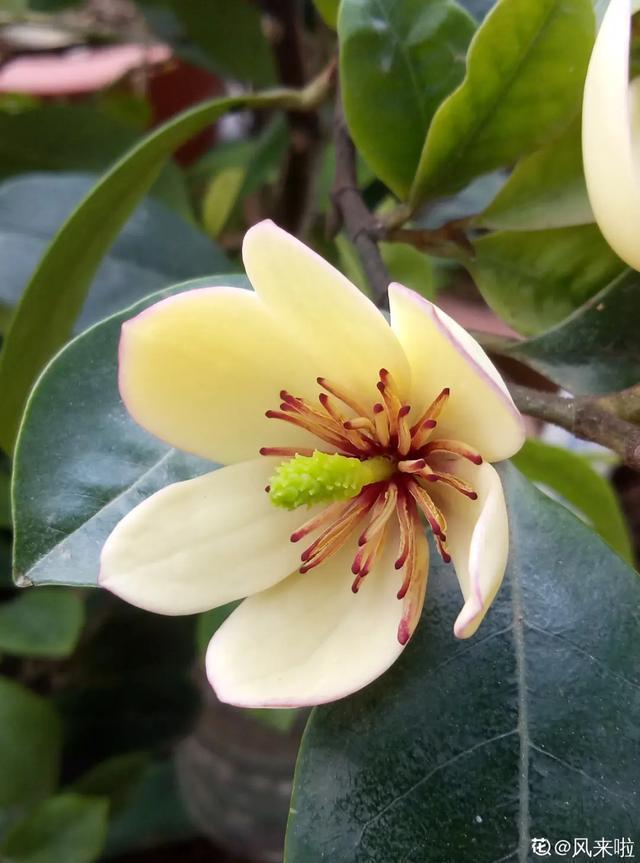 春夏秋冬四季什么花好看，这十种花几乎一年四季都开花