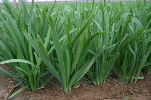 韭菜什么时候种，韭菜种子可以在什么时间种（种韭菜什么时候种好）