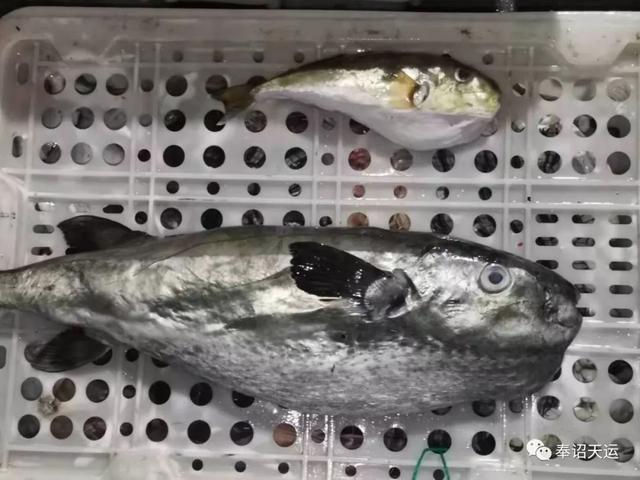 舌尖上的美食沙鳗，舌尖上的美味东海海鳗鱼