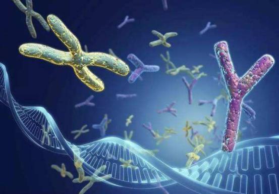 正常人类的染色体数量，科学家最新发现