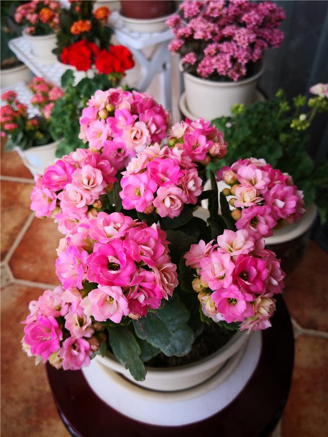 最适合家庭净化空气的花，17种公认的养人花