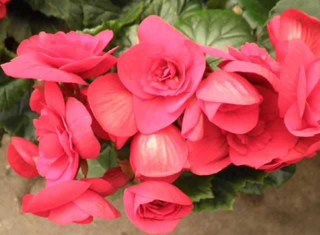 一年四季开花的海棠花，开花小巧花香足