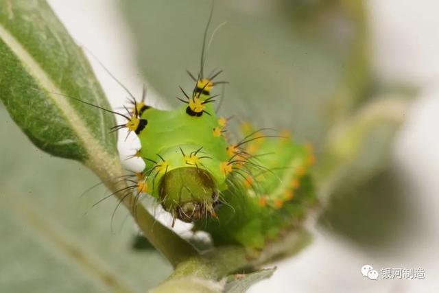有哪些常见的飞蛾，自然记录蛾生一瞬