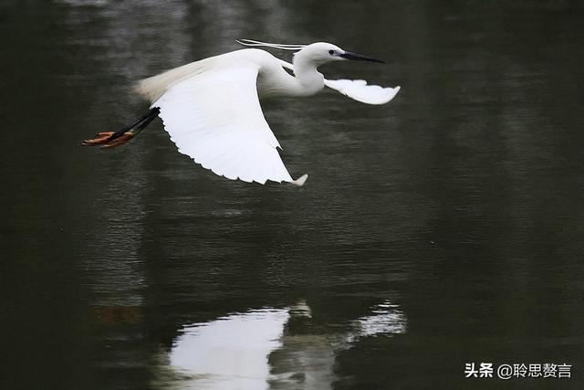 关于白鹭的诗句古诗四句，漠漠阴阴两组叠字好在哪里