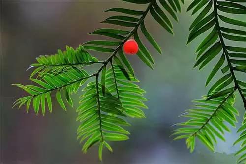 园林景观植物经验分享，风景园林设计中植物造景的3点经验总结