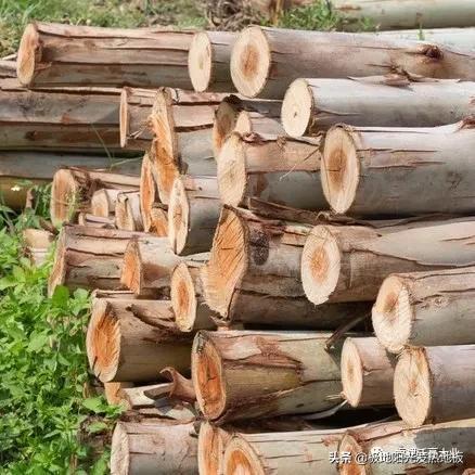 适合地热的实木地板板材，极地阳光带你探索深山选择发热地板的好木材