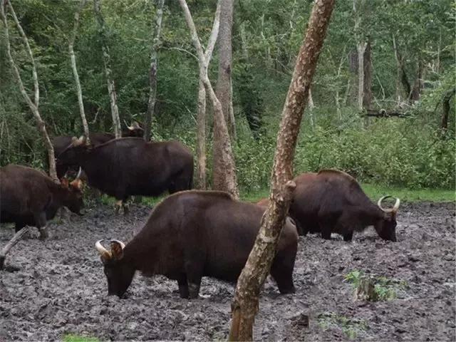 世界上有僵尸吗，野牛弄伤孟加拉虎