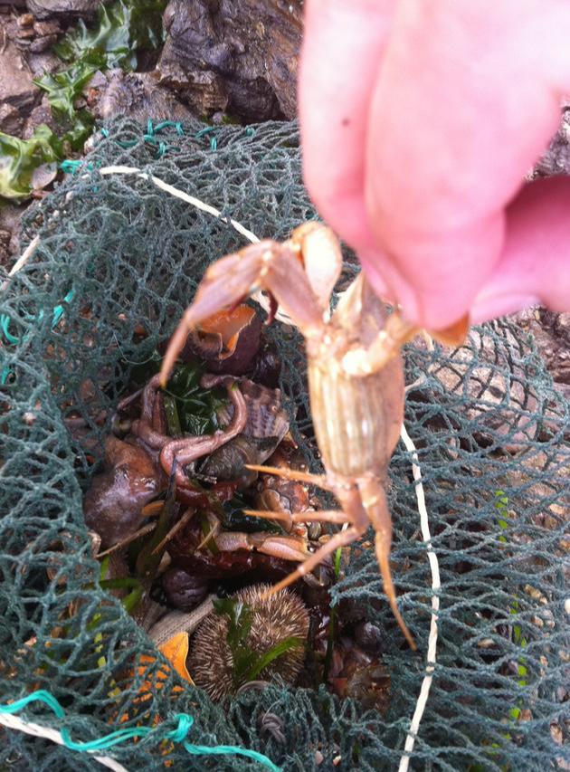 去大连赶海玩的攻略，东北大连哈仙岛