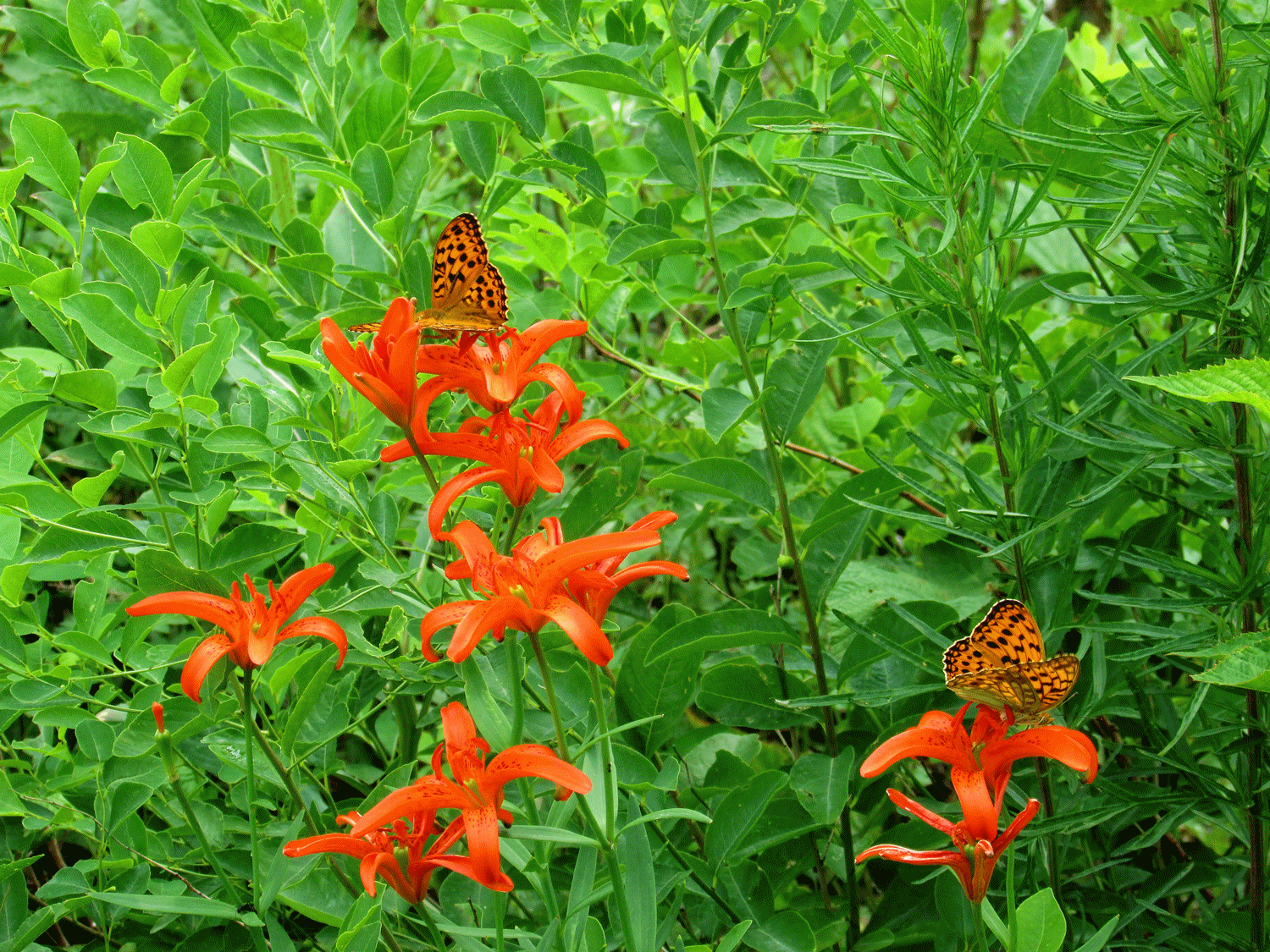 怎么制作一个闪图，如何制作QQ闪图