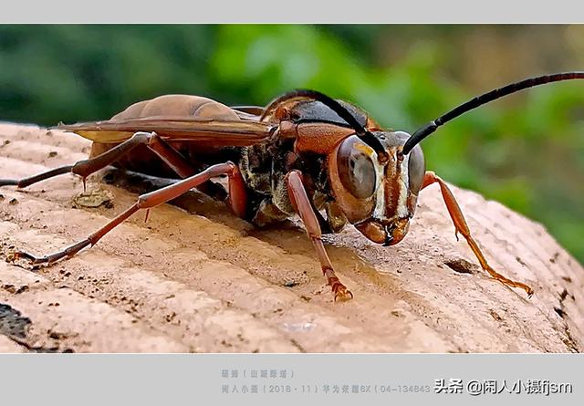 蜜蜂如何预防胡蜂，现在正是胡蜂最多的时候