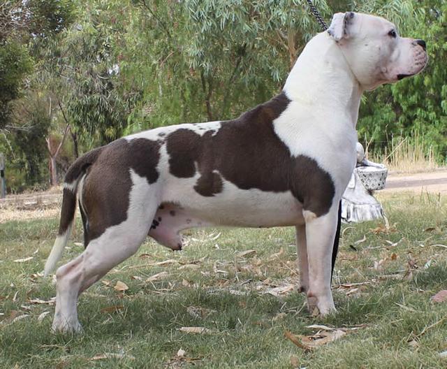 世界第一凶残的猛犬，第一名不出意外肯定是它