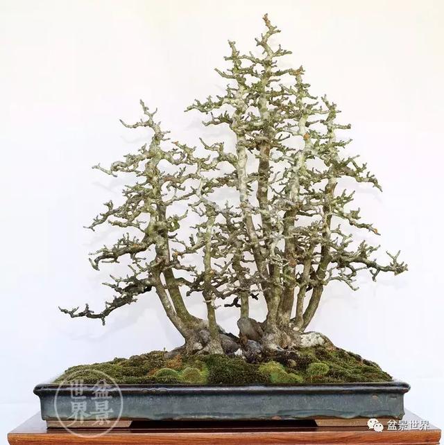 黄杨盆景大全，黄就成老师盆景精品欣赏