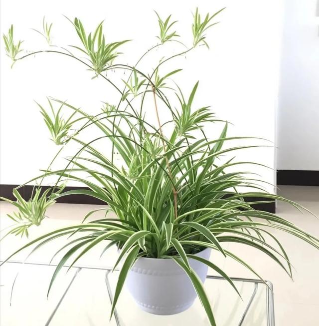 室内植物100种大盆栽，好养而又适合室内养殖的盆栽（园艺师给大家介绍10种适合室内养的花卉盆栽）