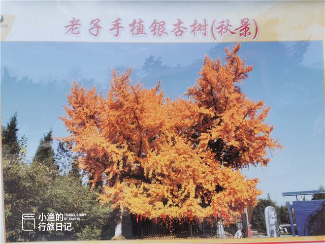 西安最古老的银杏树，太神奇了2600年前老子在西安种了株银杏