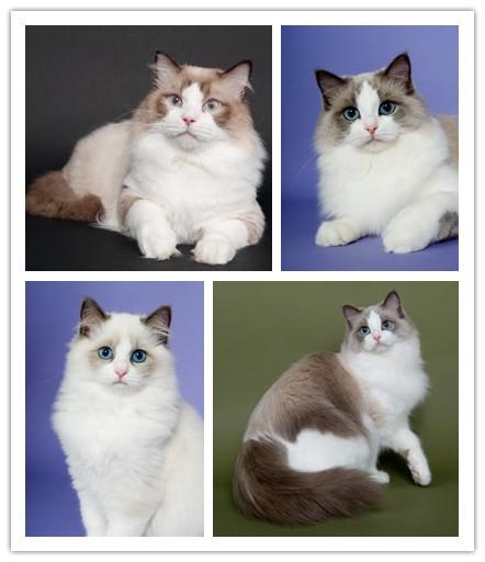 布偶猫的重点花色是有什么特点，布偶猫花色傻傻分不清楚