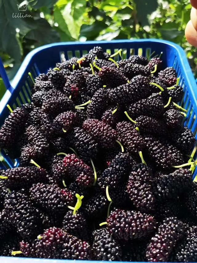 多吃水果对身体不好，就可能会“吃”出这些病来