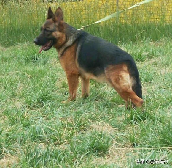 德国牧羊犬和罗威纳哪个好，为何养德国牧羊犬的人比罗威纳多