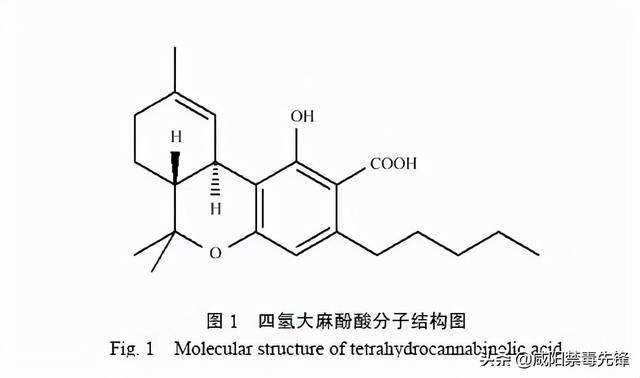 大麻软毒品危害，社交毒品