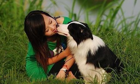 养边境牧羊犬的优点和缺点，饲养边境牧羊犬