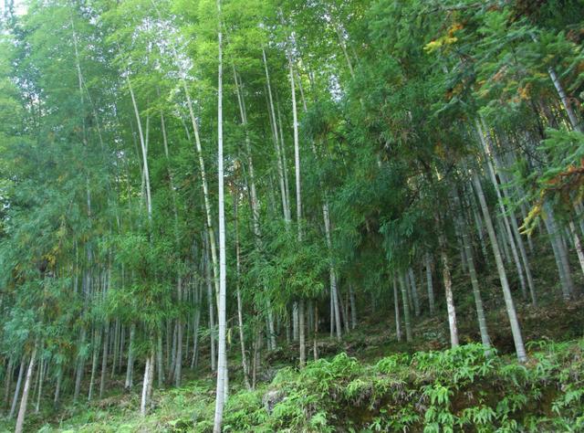 毛竹林优质丰产培育技术，毛竹林种植新消息