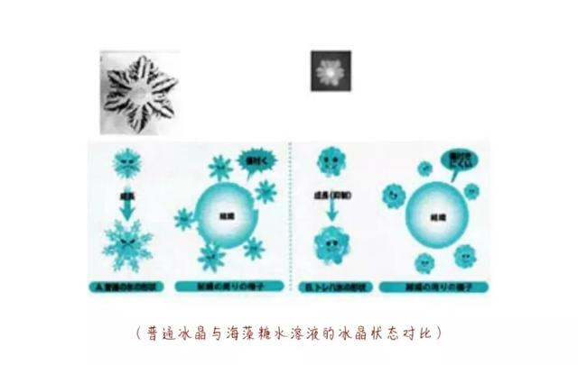 海藻糖是什么糖，正规海藻糖是什么糖