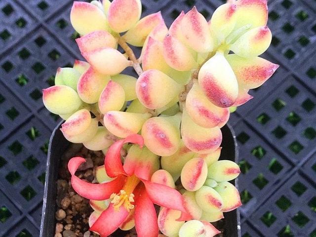 达摩福娘怎么才能开花，养了1年的达摩福娘