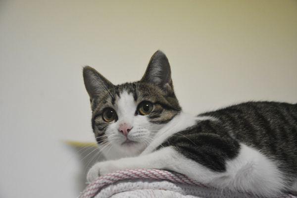 世界名猫品种，世界名猫品种大全