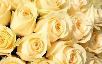 花语代表治愈的花，100种花的花语养养眼