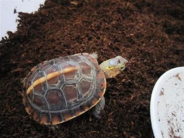 鼠茅草怎么养效果最好，黄缘过冬好搭档