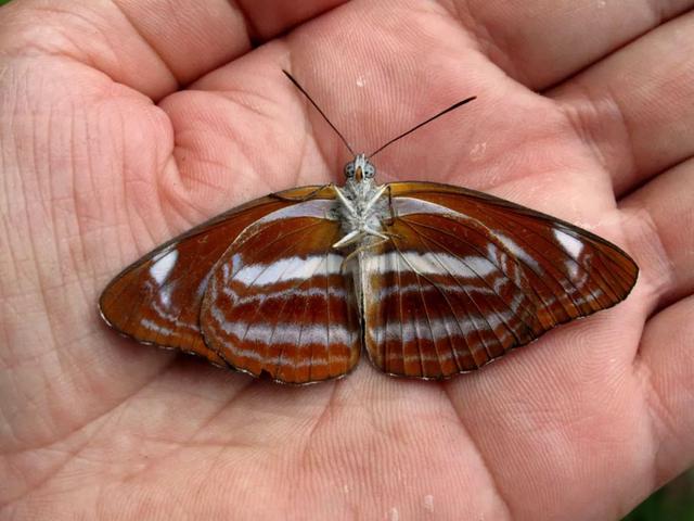 最常见的蝴蝶有哪几种，夏日赏蝶正当时