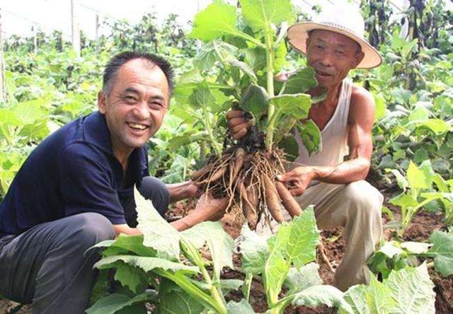 广州龙洞名贵树苗，名字高大上味道却一般