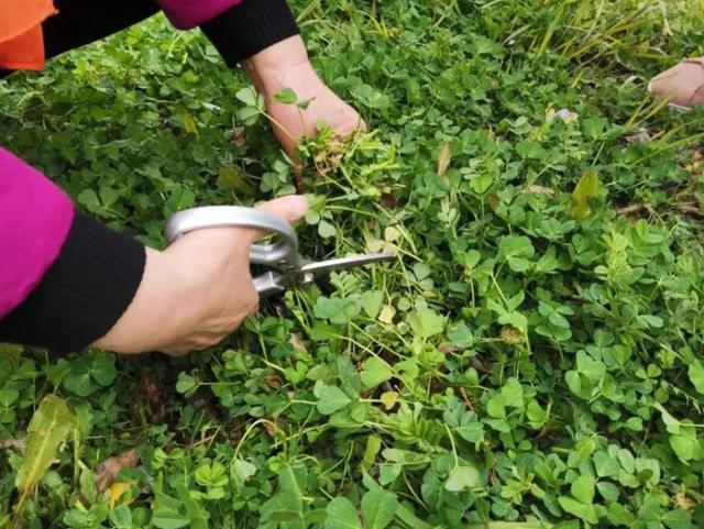 农村100种野菜图片，农村100种常见野菜（让你轻松认识各种野菜和吃法）