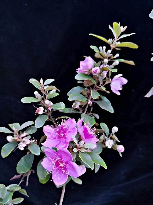 桃金娘花海，桃金娘夏日花开