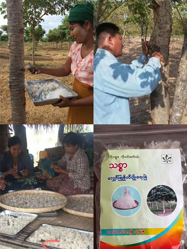 燕窝与雪燕的区别，燕窝和雪燕有什么区别（它被误认为是燕窝）